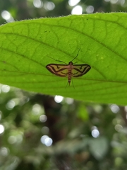 Eoophyla