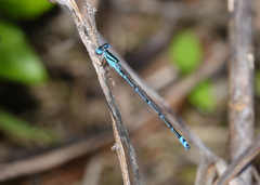 Austroagrion exclamationis