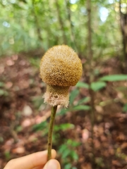 Parkia speciosa