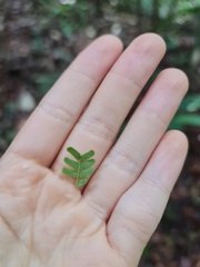 Parkia speciosa