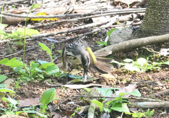 Phylidonyris niger niger