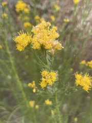 Euthamia occidentalis