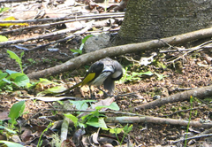 Phylidonyris niger niger