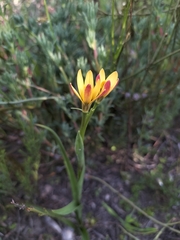 Baeometra uniflora