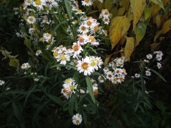 Symphyotrichum novi-belgii novi-belgii