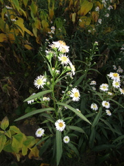 Symphyotrichum novi-belgii novi-belgii