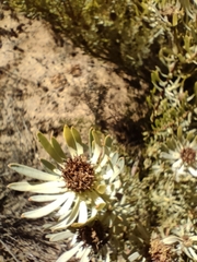 Leucadendron salignum
