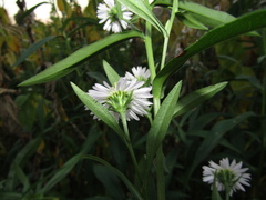 Symphyotrichum novi-belgii novi-belgii