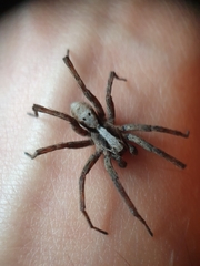Alopecosa inquilina