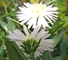 Symphyotrichum novi-belgii novi-belgii