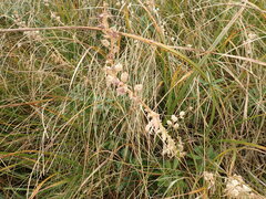 Lobelia sessilifolia