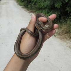 Oocatochus rufodorsatus