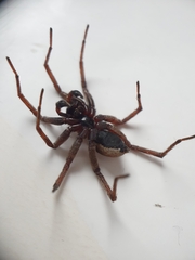 Alopecosa inquilina