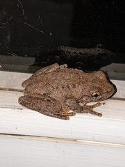 Litoria peronii