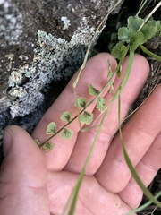 Asplenium flabellifolium