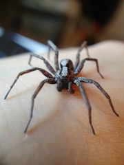 Alopecosa inquilina