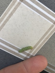 Phlogophora meticulosa