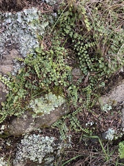 Asplenium flabellifolium