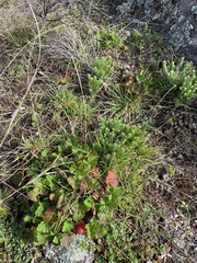 Pelargonium inodorum