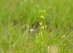 Platanthera nipponica