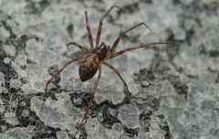 Lepthyphantes leprosus