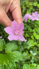 Malva moschata