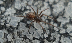 Lepthyphantes leprosus