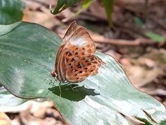 Taxila haquinus