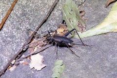 Meloimorpha japonica