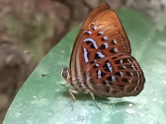 Taxila haquinus
