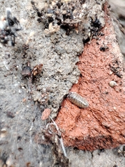 Armadillidium versicolor