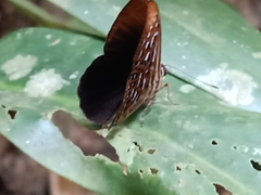 Taxila haquinus