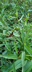 Epipactis