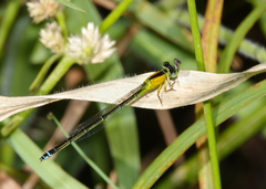Ischnura pruinescens