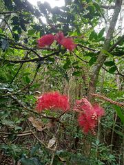 Archidendropsis paivana