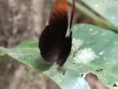 Taxila haquinus