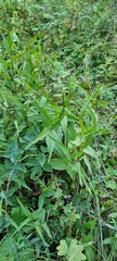 Epipactis