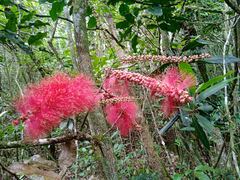 Archidendropsis paivana