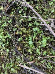 Ranunculus amphitrichus