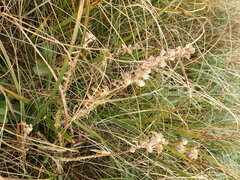 Lobelia sessilifolia