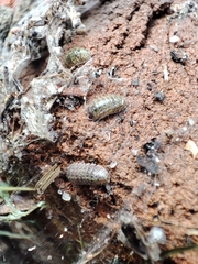 Armadillidium versicolor