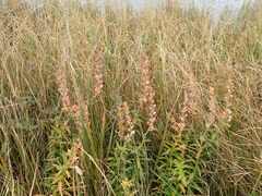Lobelia sessilifolia