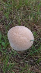 Lycoperdon utriforme