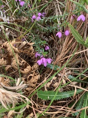 Tetratheca thymifolia