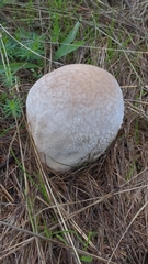 Lycoperdon utriforme