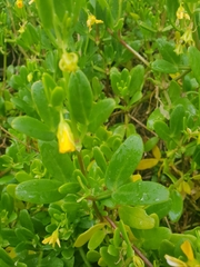 Roepera billardierei