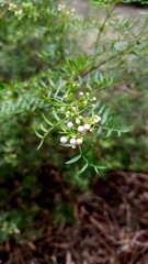 Boronia