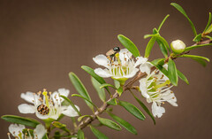 Leptospermum polygalifolium