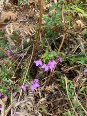 Tetratheca thymifolia