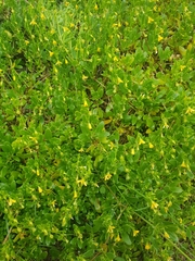 Roepera billardierei